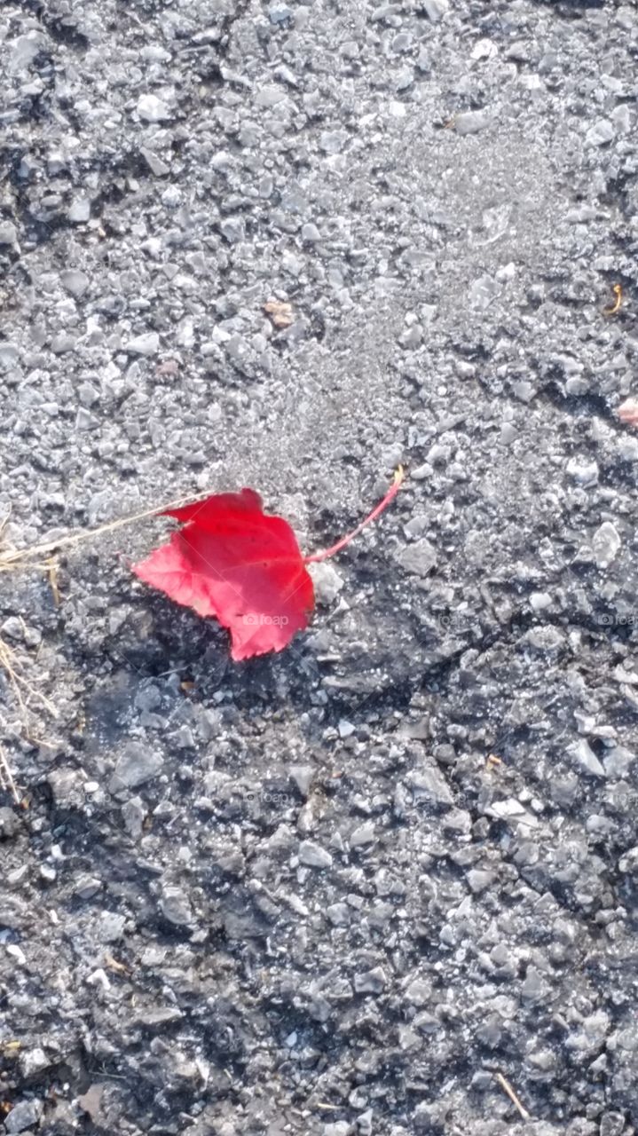 Lonely leaf