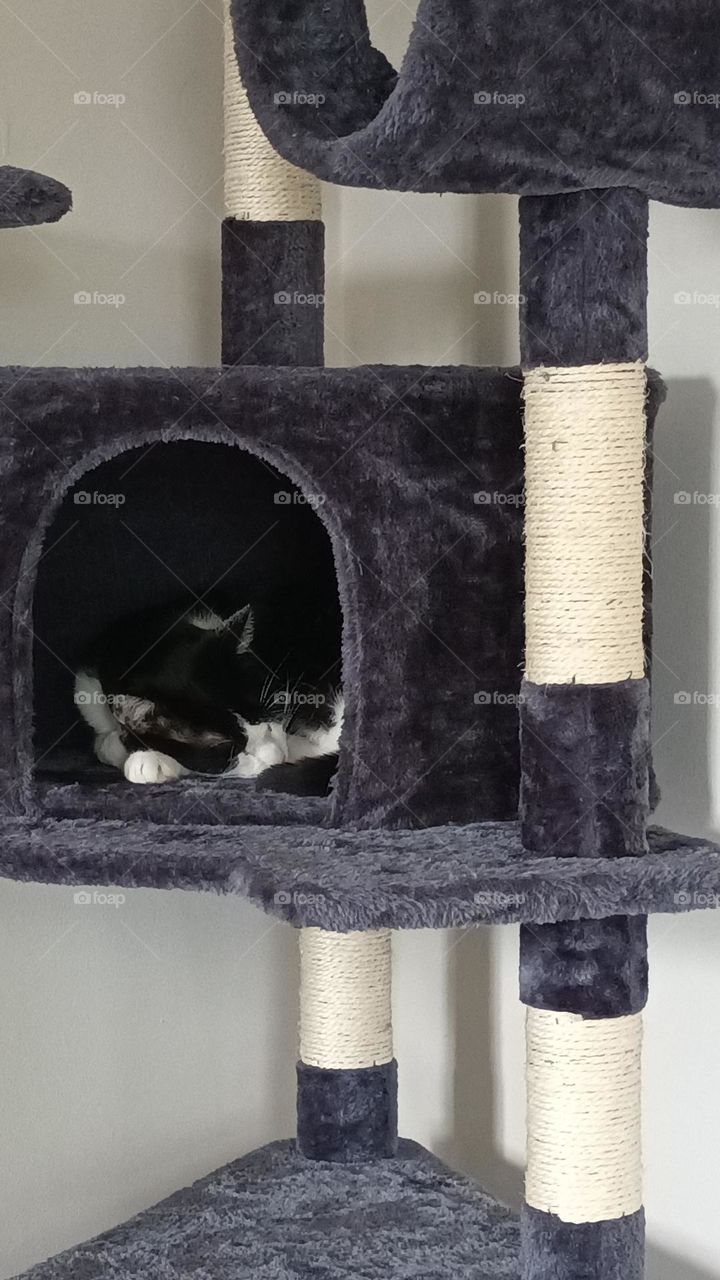 cat house