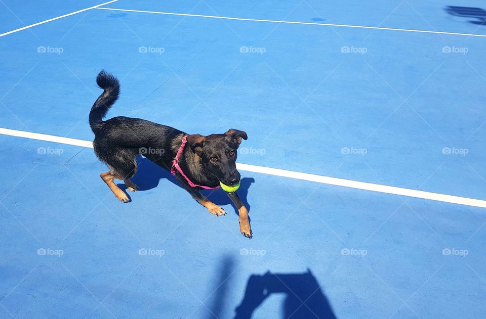 tennis ball dog in training