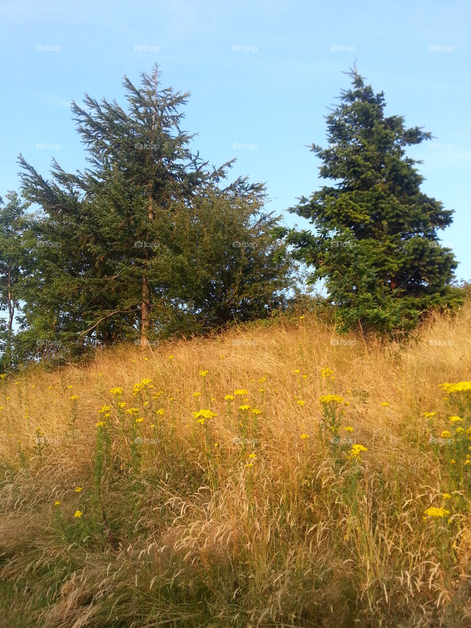 Trees on a grassy bank in late summer