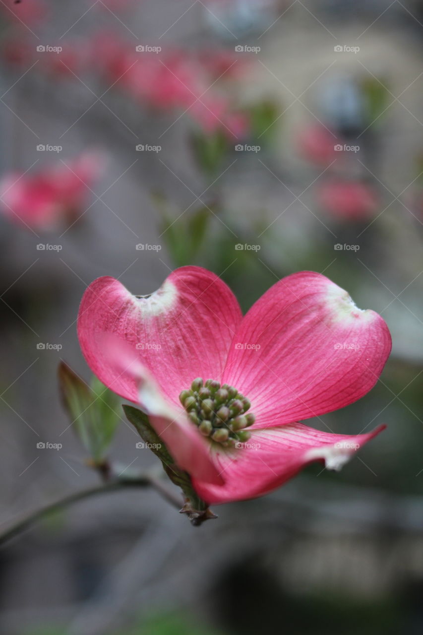 One pink dogwood blossom closeup 