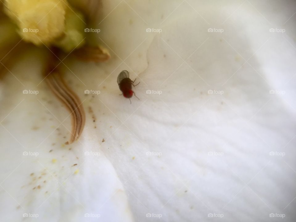 Bug in a flower 