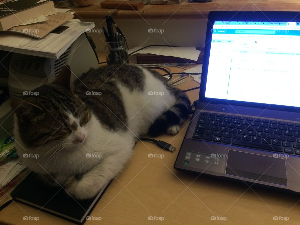 Cat sleeping on desk next to an open laptop