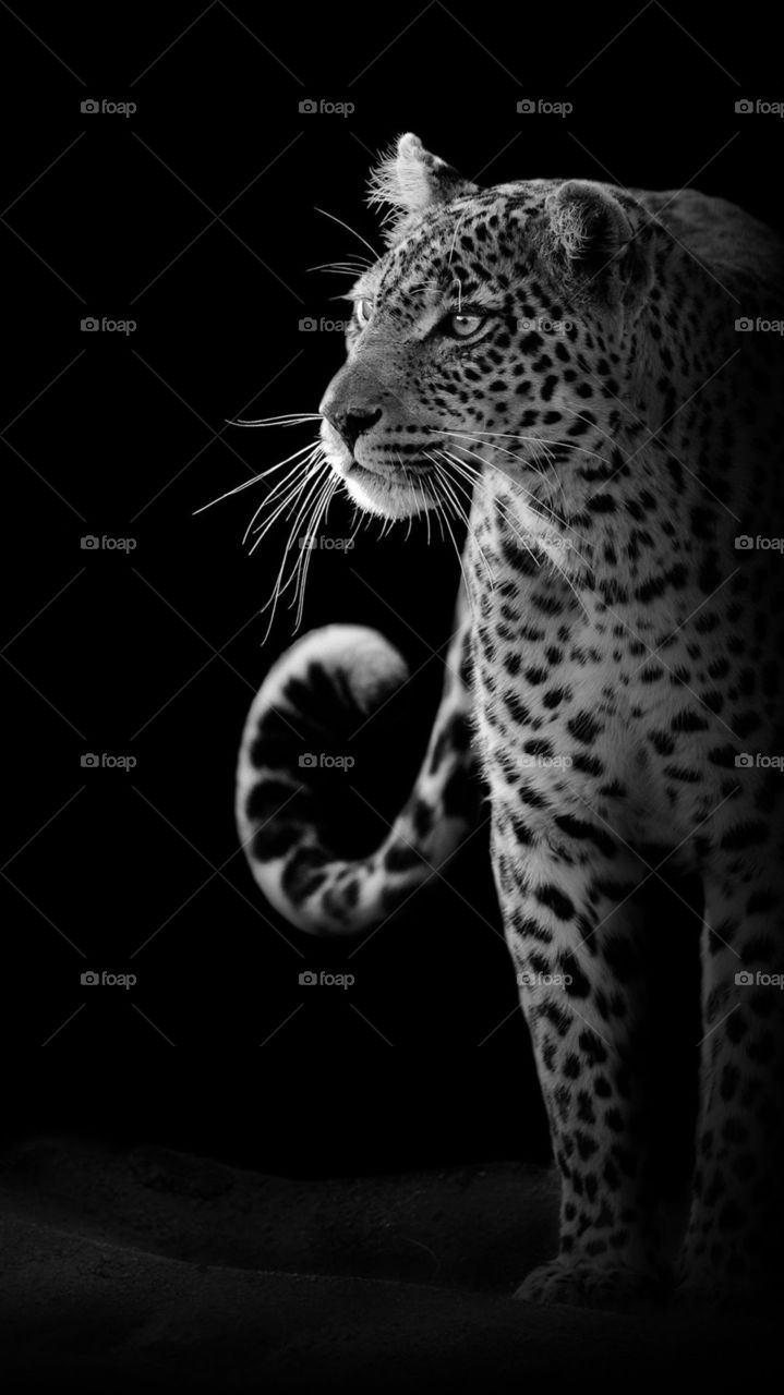 Cat, Wildlife, Animal, Mammal, Leopard