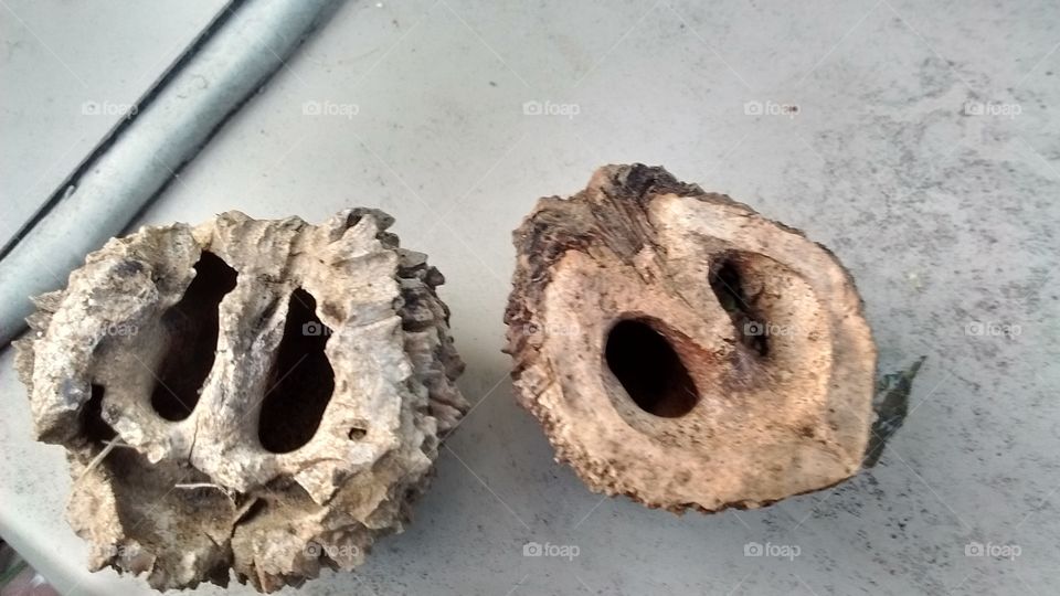 Two owl nuts