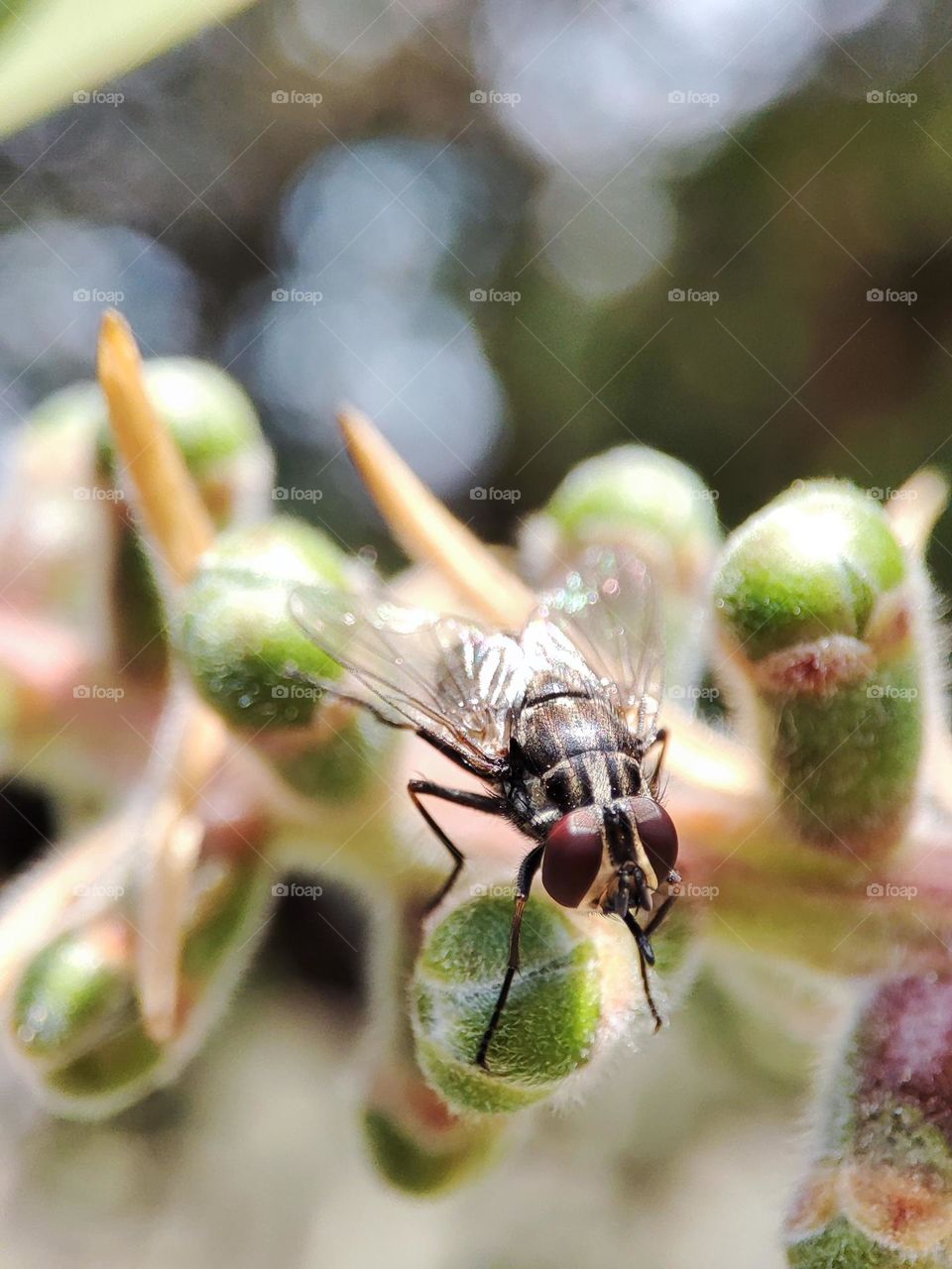 Housefly on a bottlebrush tree