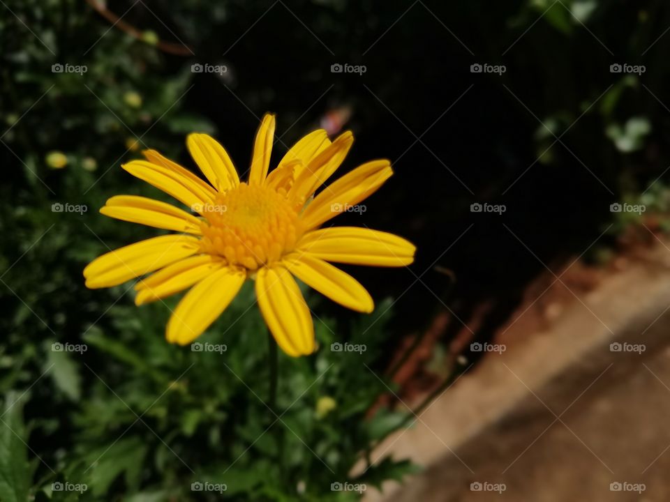 Yellow flower bloomed in Summer
