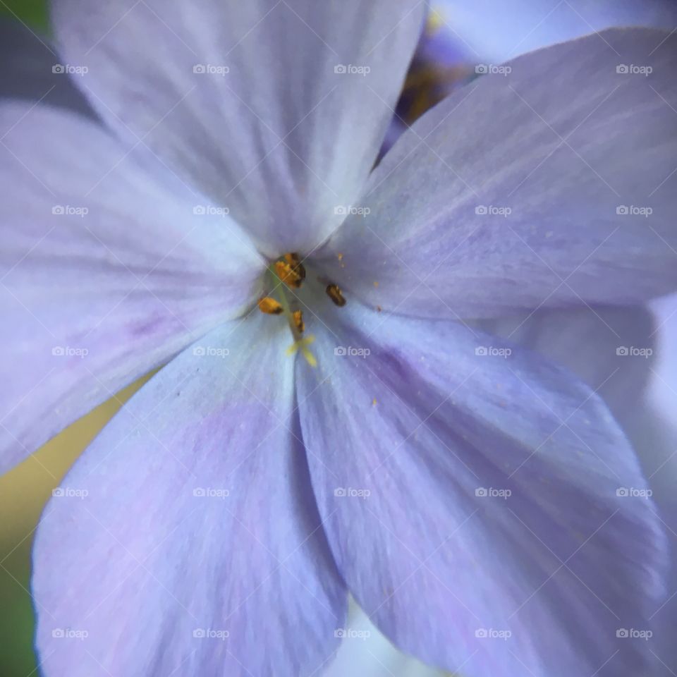 Violet flower