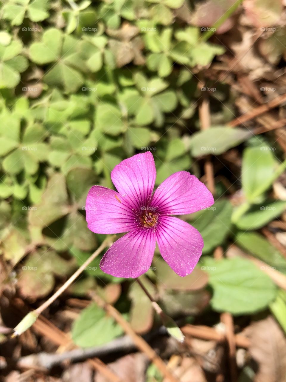 Grains of pollen on pink wildflower