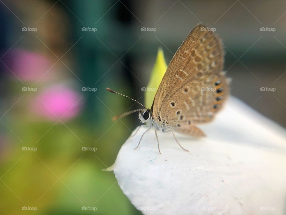 Beautiful small butterfly 