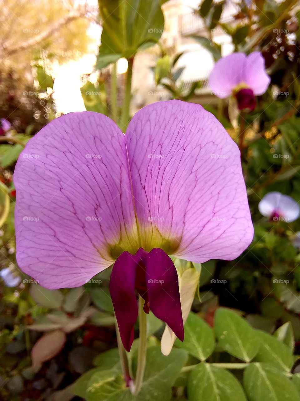 Pink flowers