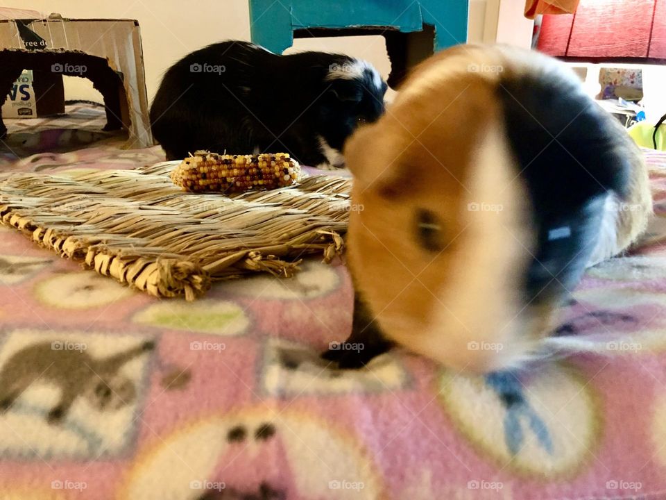 Close up to Danny / Playing Guinea pigs 🐾🐾