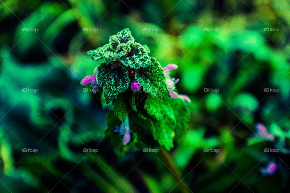 frosted tipped plant basking in the light