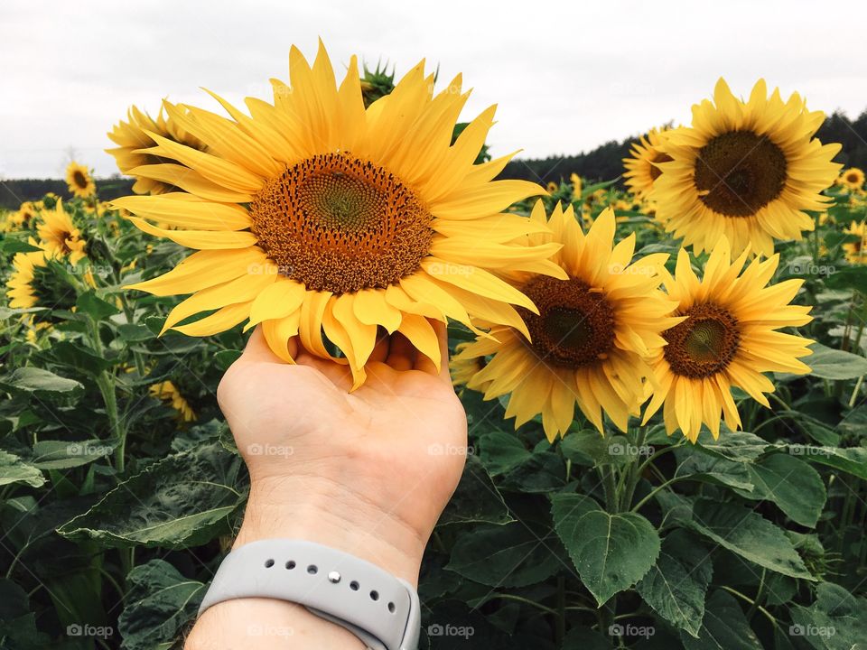 Summer, Sunflower, Flower, Nature, Flora