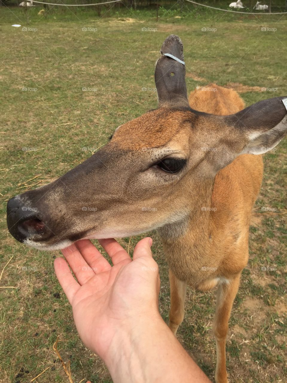 Deer at park