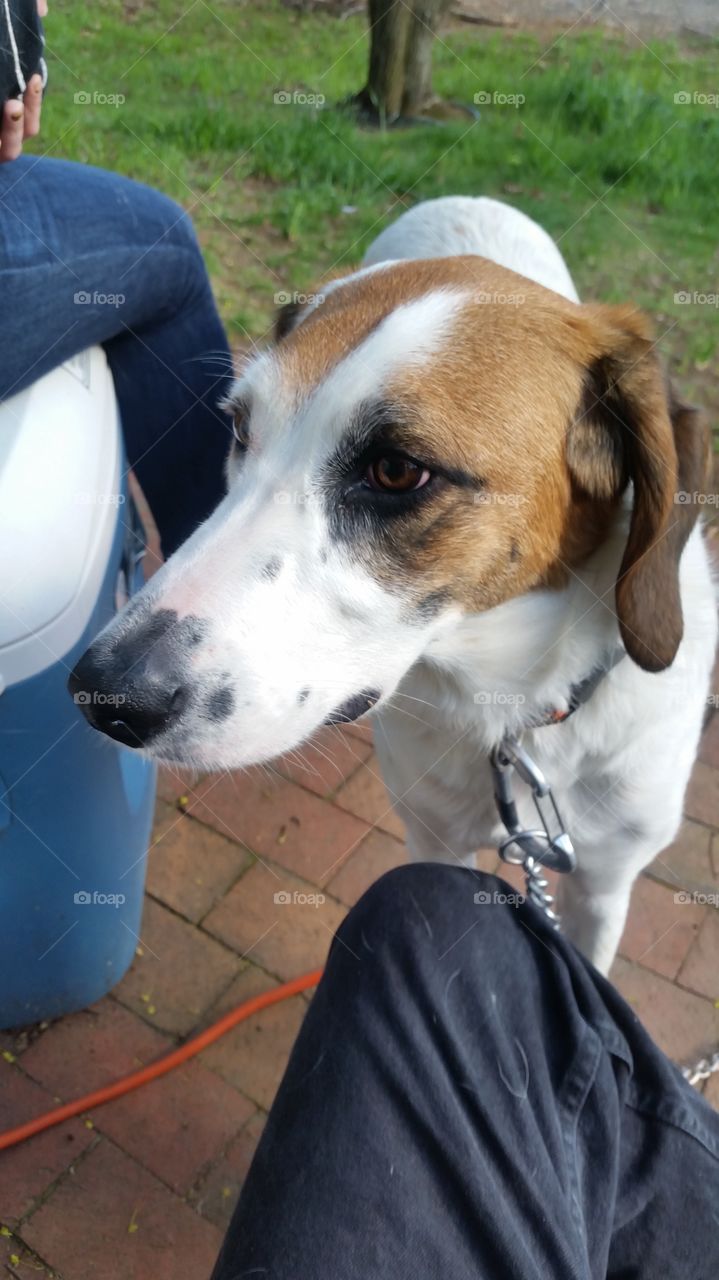 You ain't nothin but a hound dog