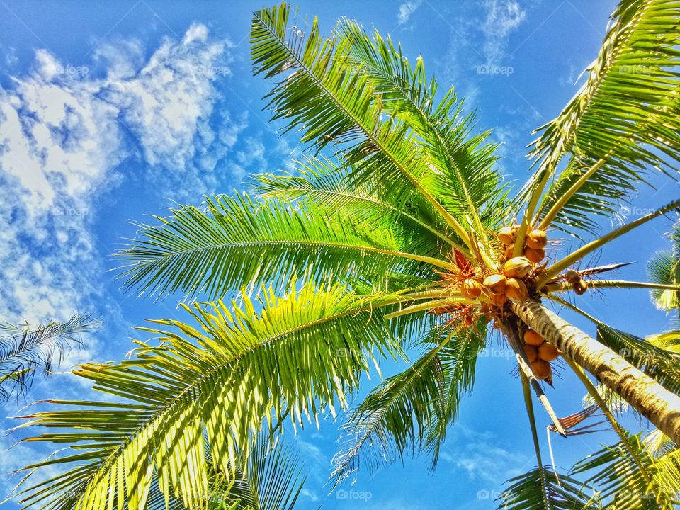 Palm Tree under the Blue Sky 🌴🌤️