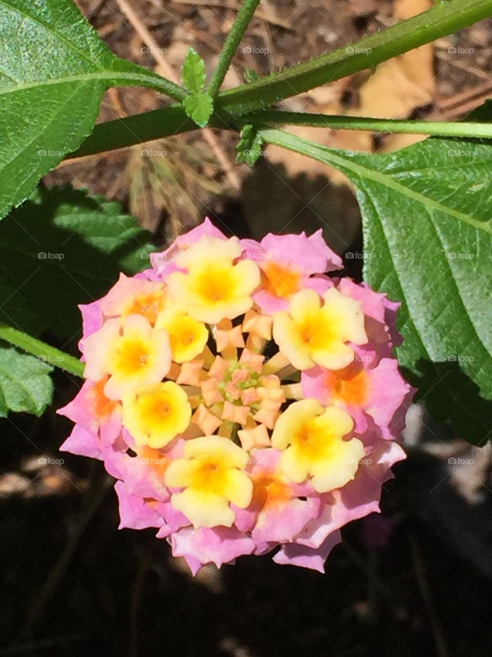 Lantana