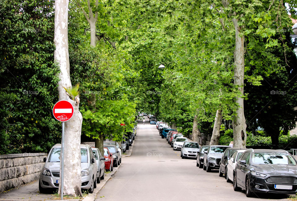 Green tunnel