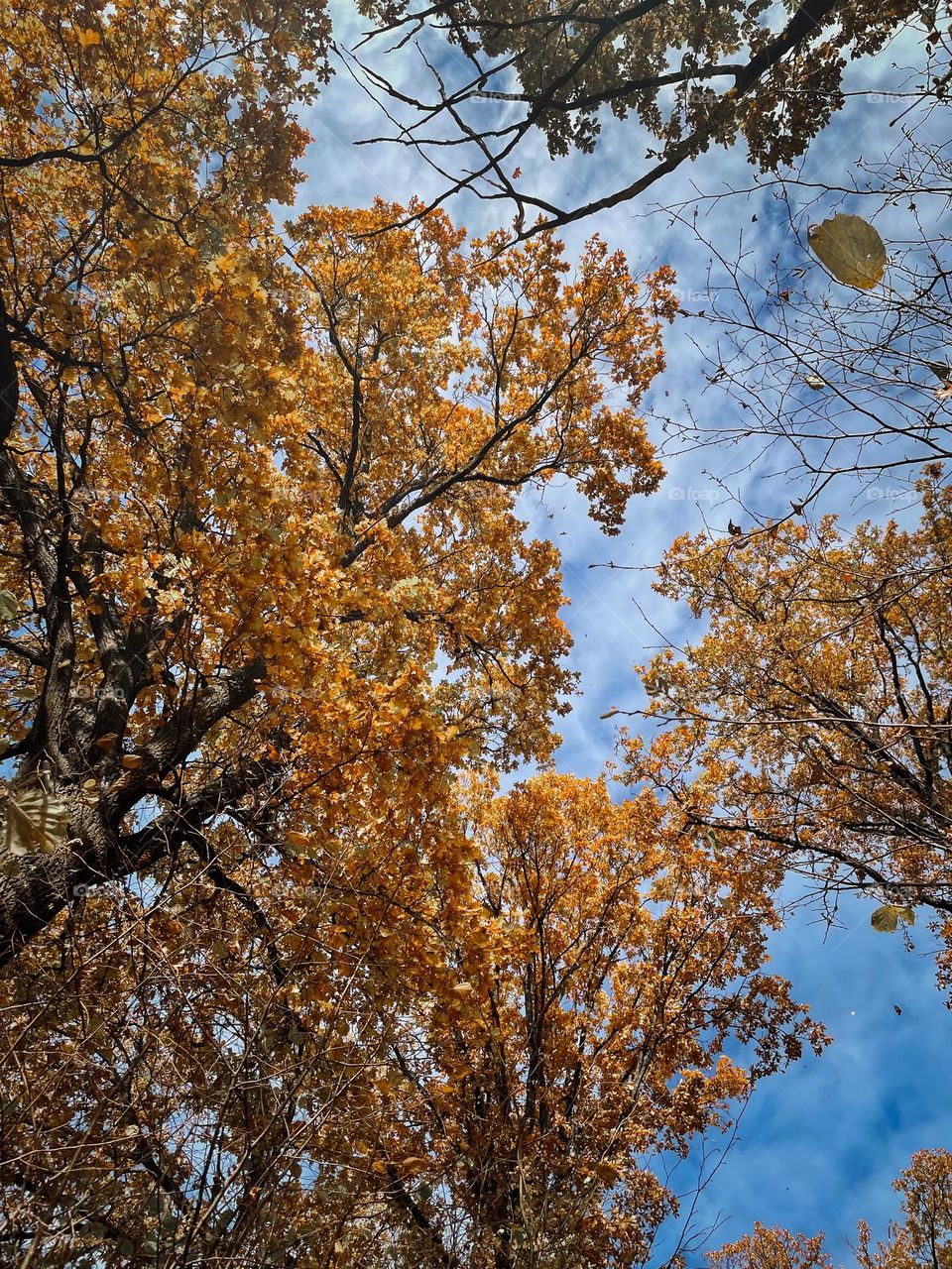 Autumn forest with old oaks 