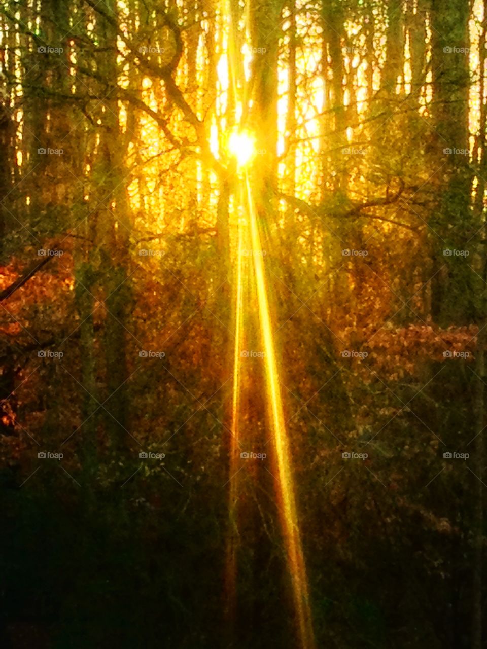 Morning Sunshine glowing through the forest 