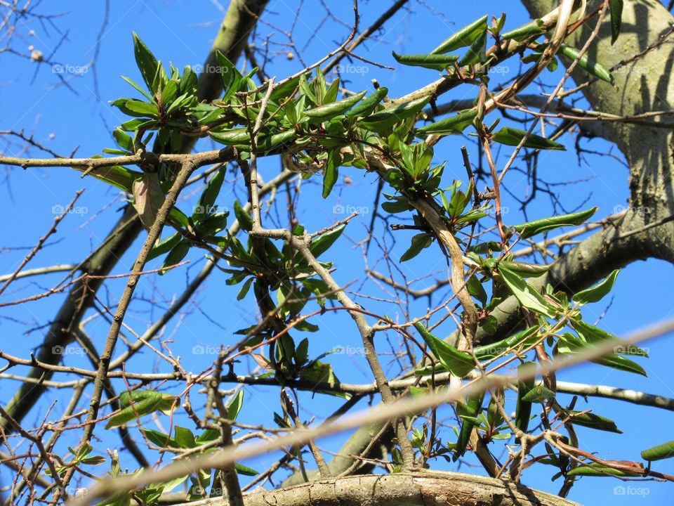 new growth on a vine