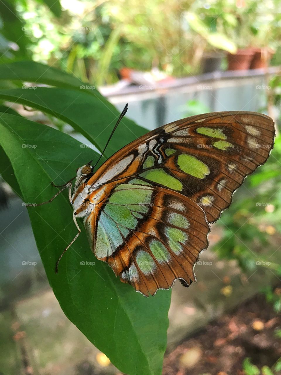 Beautiful Butterfly