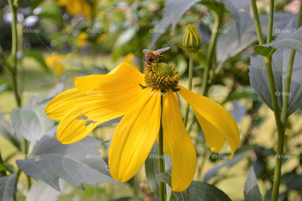 Yellow flower with wasp