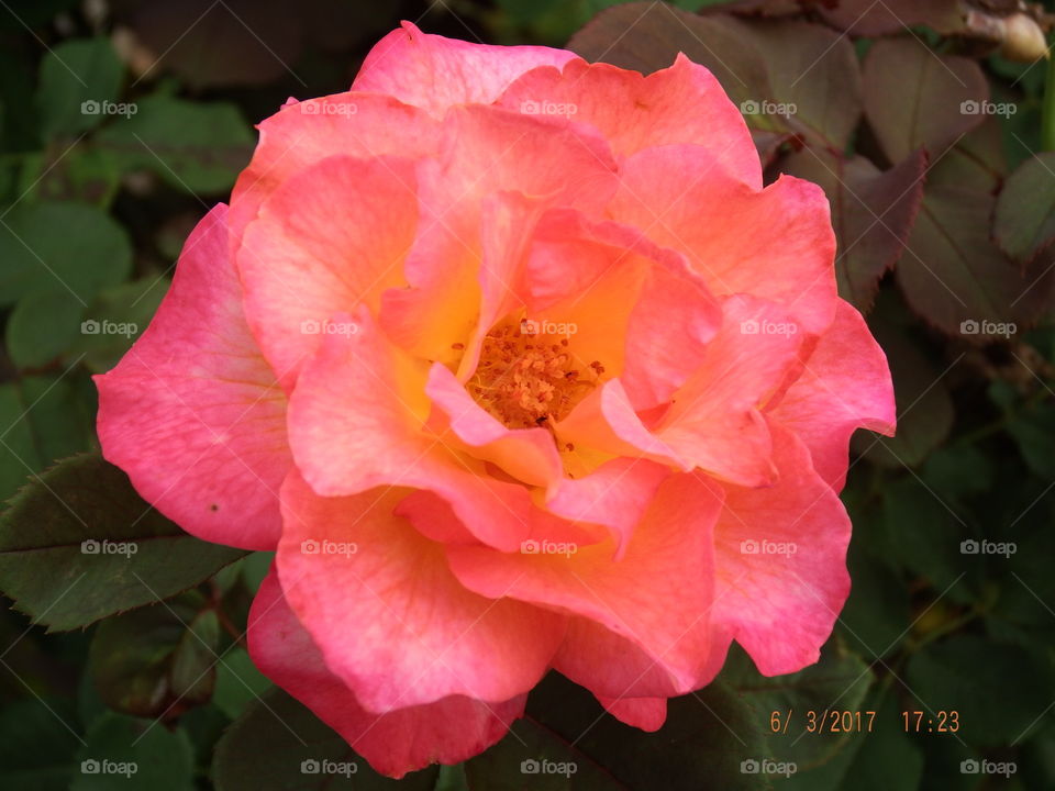 Dark pink full bloom rose solo