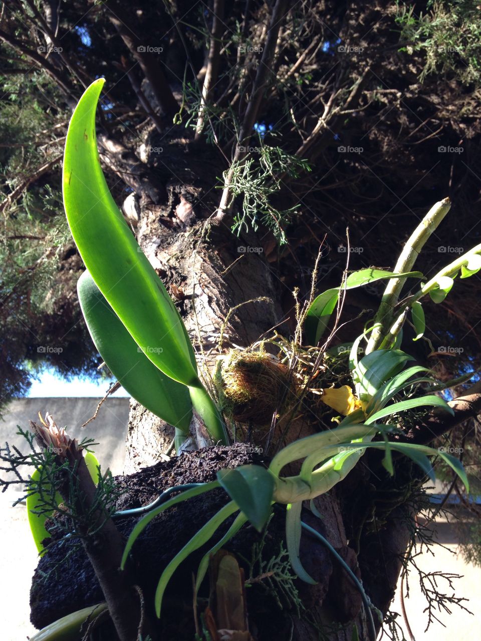 Orkidea em árvore 