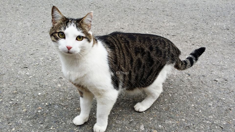 Portrait of a cat