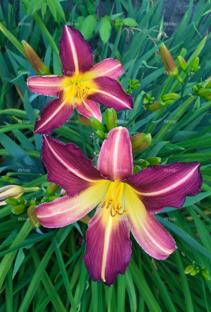 Lilies 2