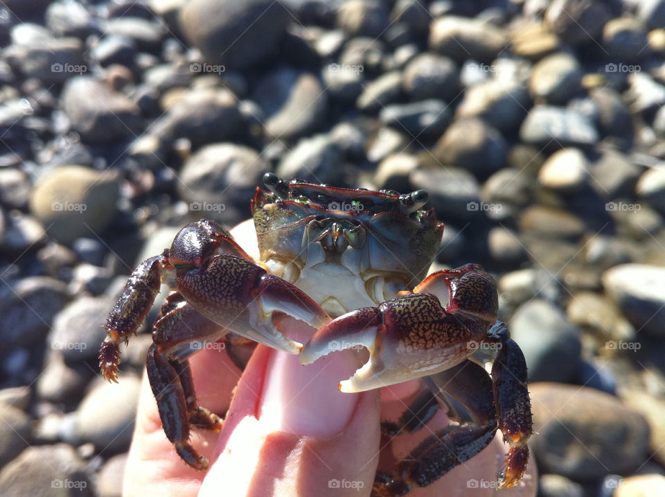 beach dinner crab sponge bob by snook911