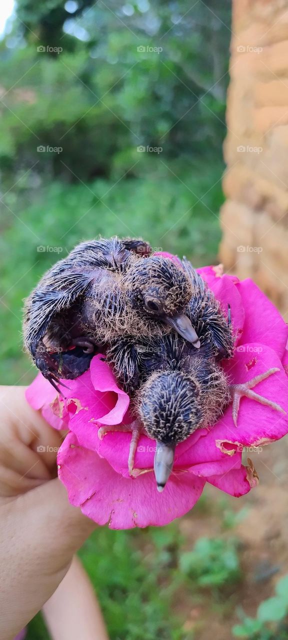 cute puppy on rose  flower