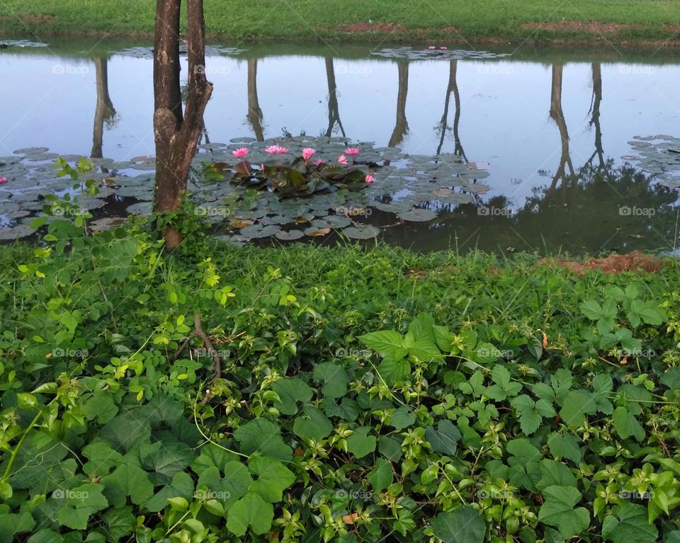 Beautiful lake on the park