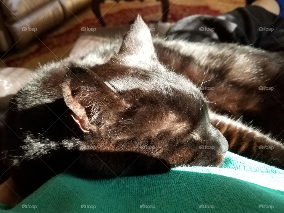 Cat sleeping in daylight shadows.