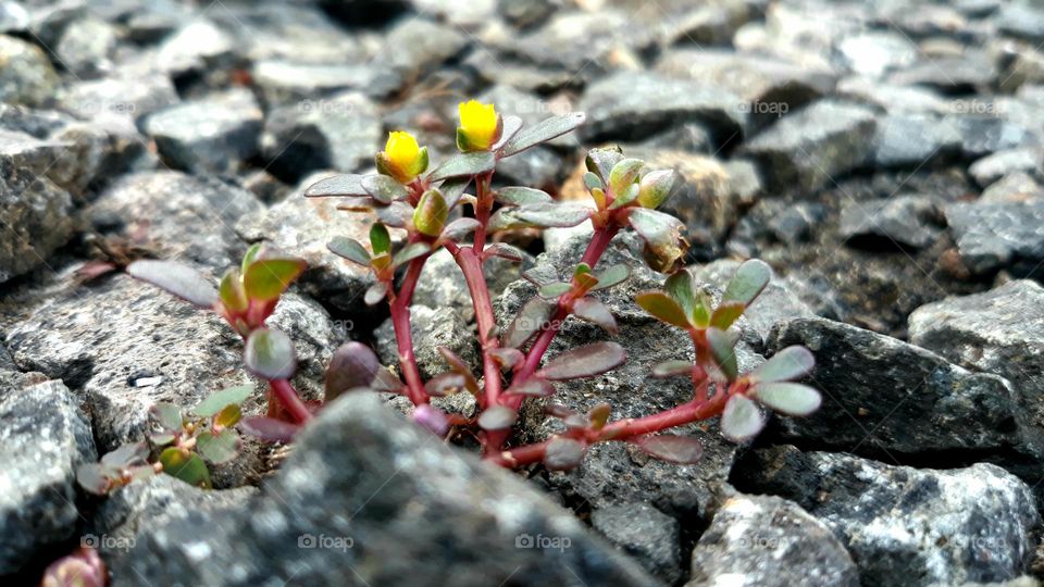 beautiful wild flower with gravel background