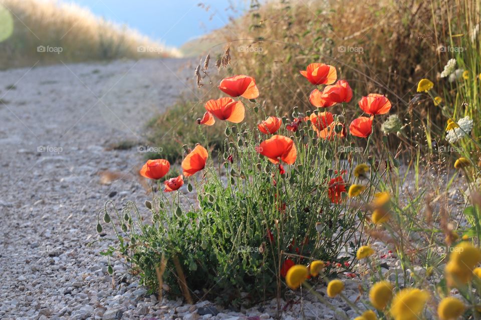 red poppies on the road