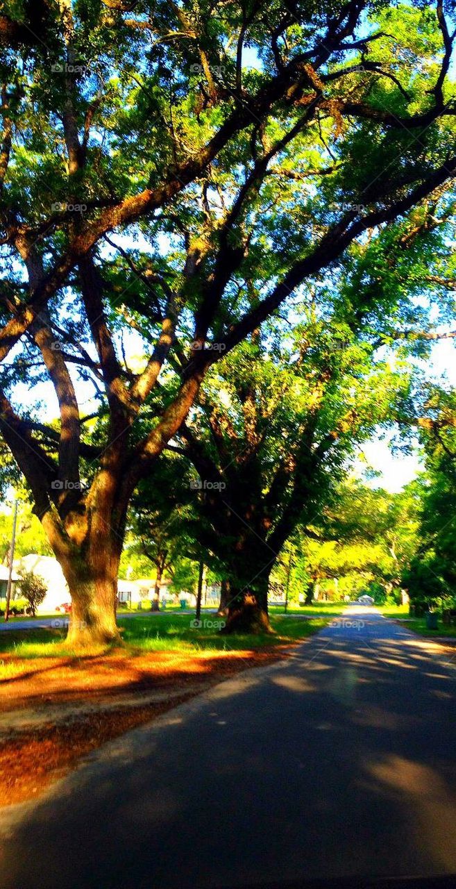 Oak lined road 