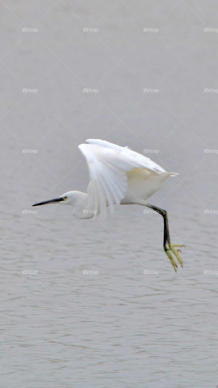 Egret jump 😂
