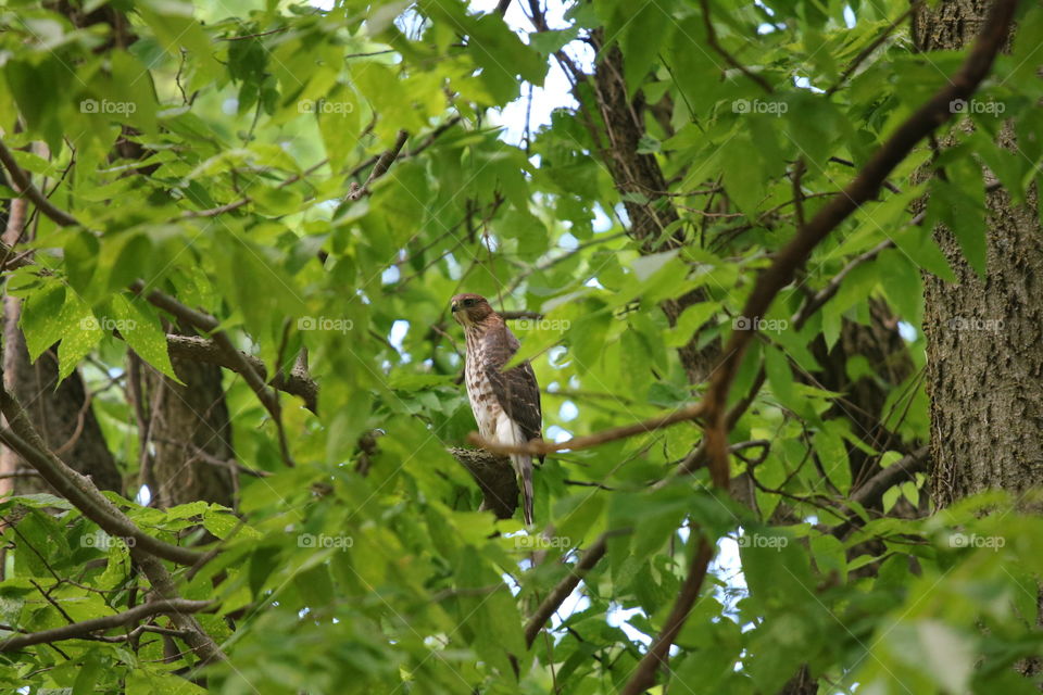 Hawk Waiting