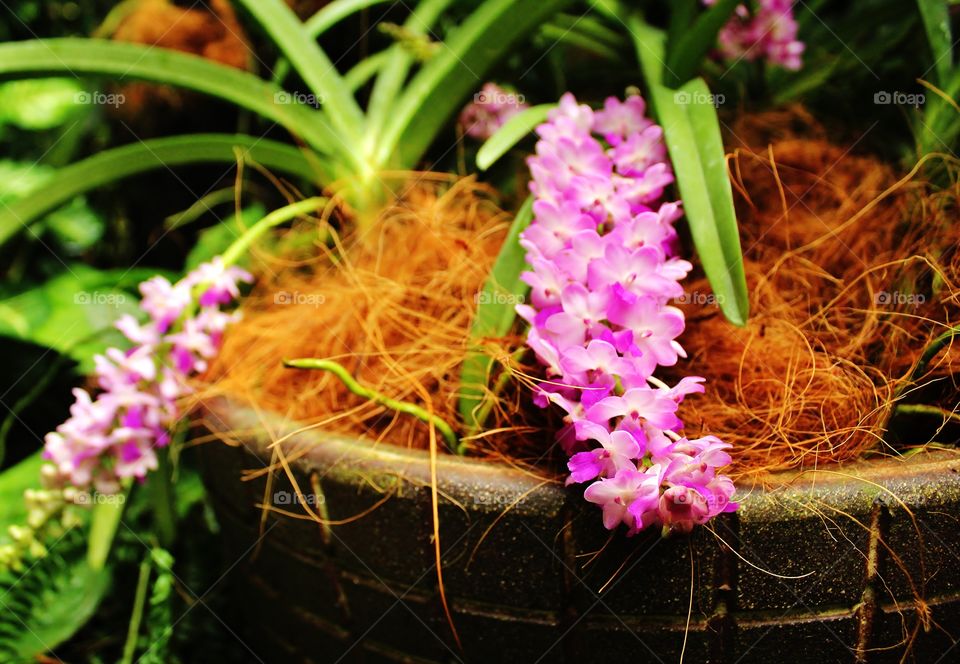 orchid pot