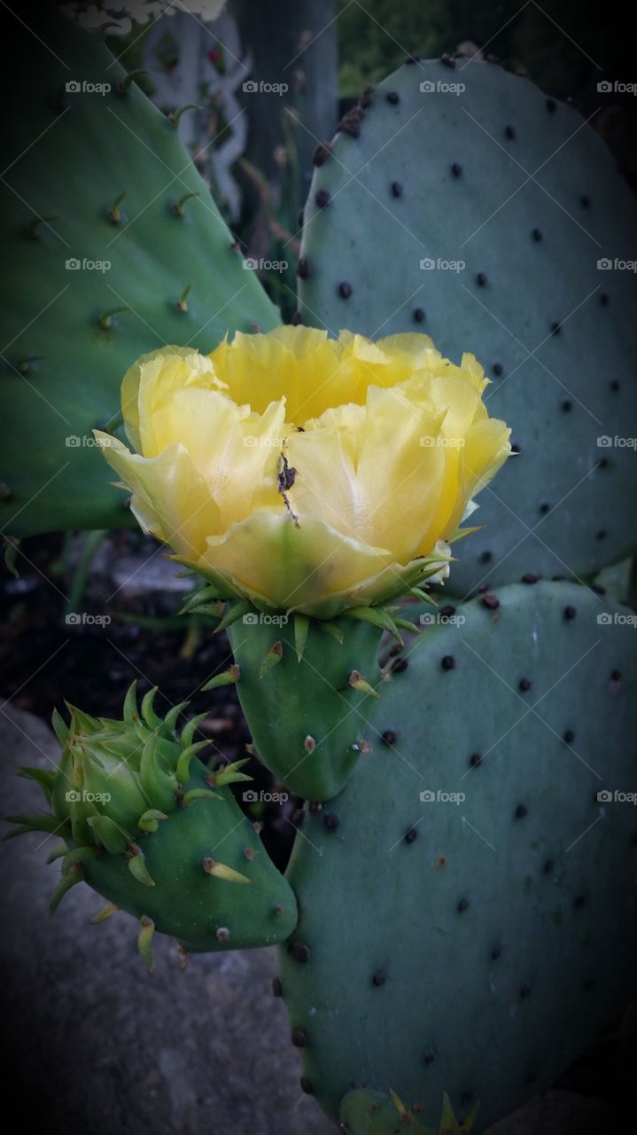 Cacti blooms . Cactus in my yard