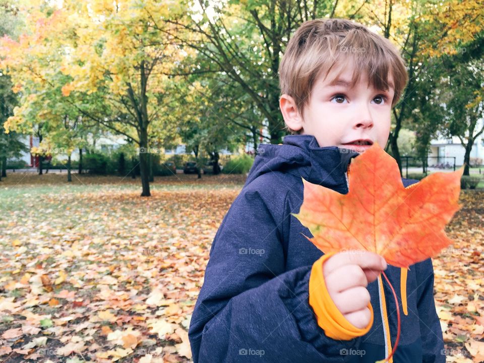 Young boy holding leaf in fall. Young boy holding red colored leaf in fall