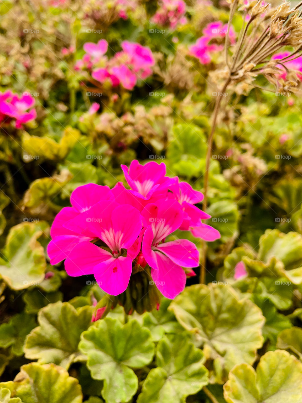 Portraits of plants 