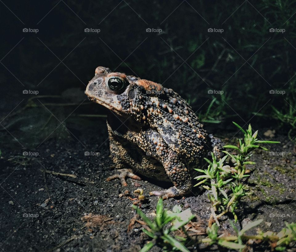 Toad at night