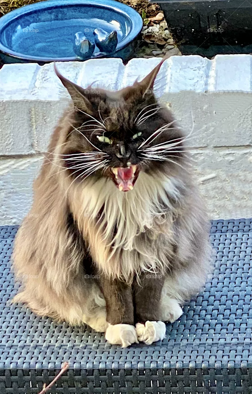 Maine Coon cat. Largest of all domestic cats.