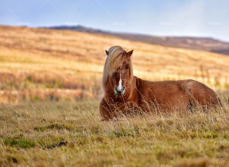 Icelandic horse in autumn fields in iceland