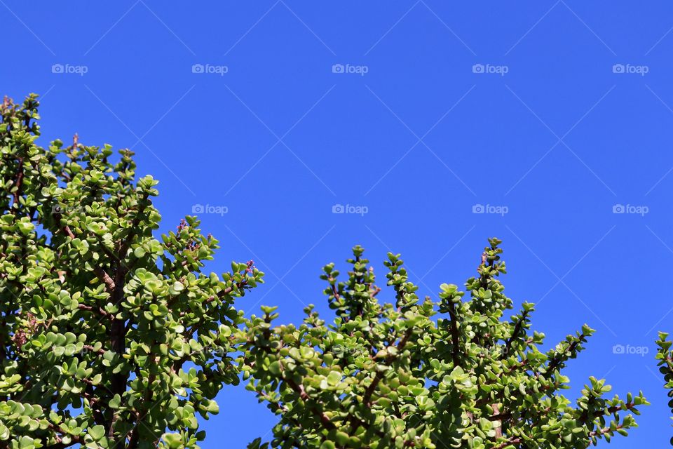 Large Jade Tree against a vivid blue sky suitable for background, desktop, backdrop, minimalist with negative space and room for text or copy 