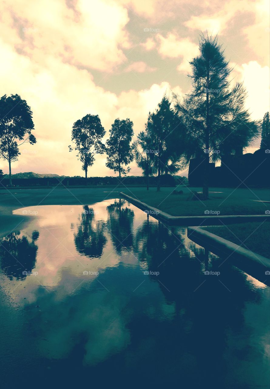 Meleuca in July reflection of life